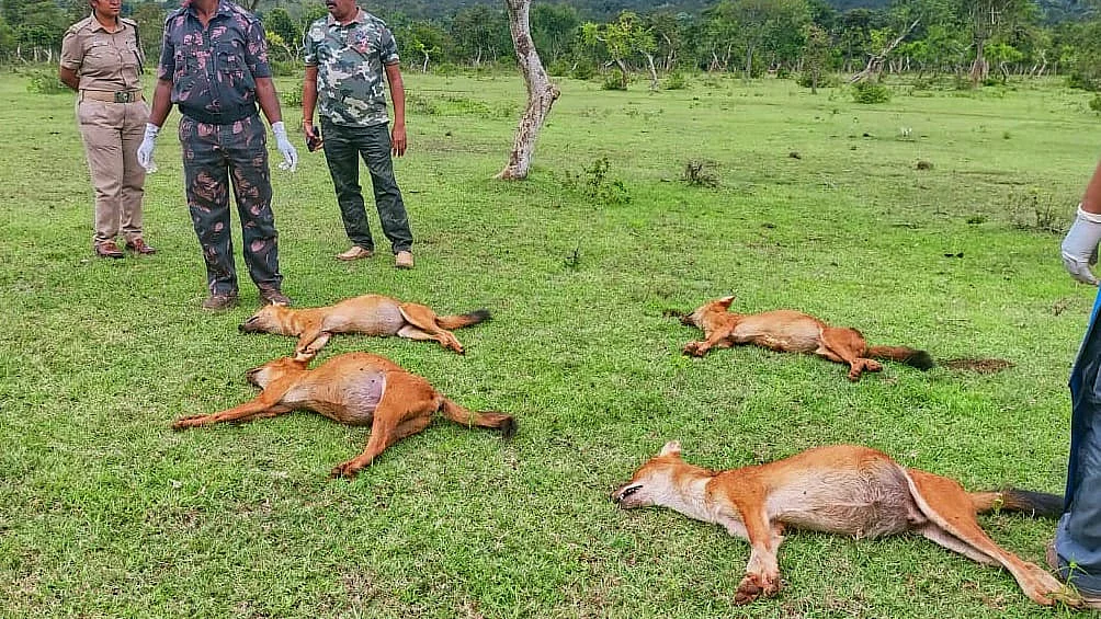 இறந்துகிடக்கும் செந்நாய்கள்