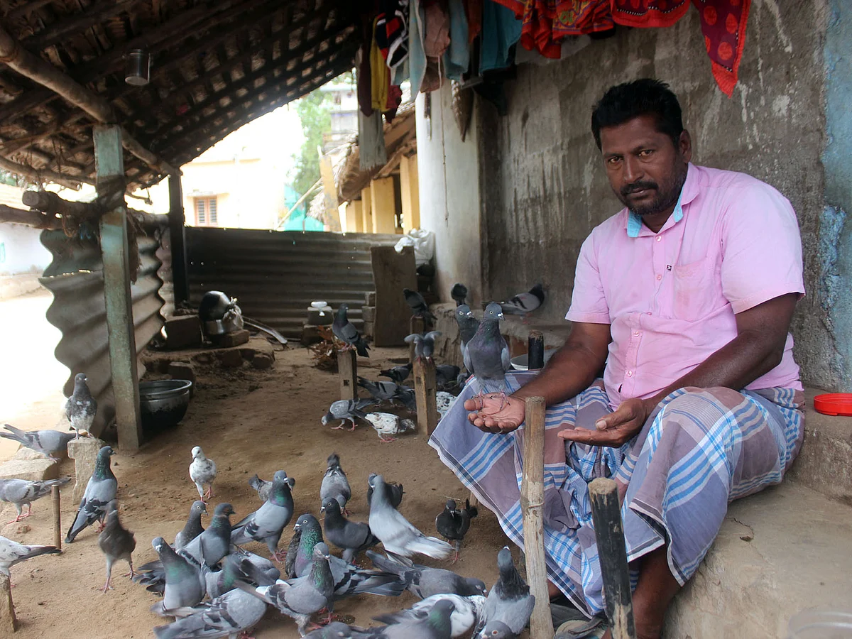 புறாக்களுடன் திருமுருகன்