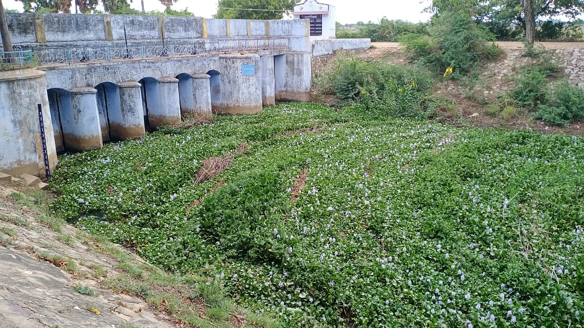 அமலைகள் ஆக்கிரமித்துள்ள மருதூர் அணை