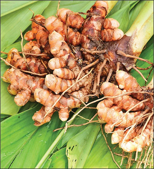 மஞ்சள்