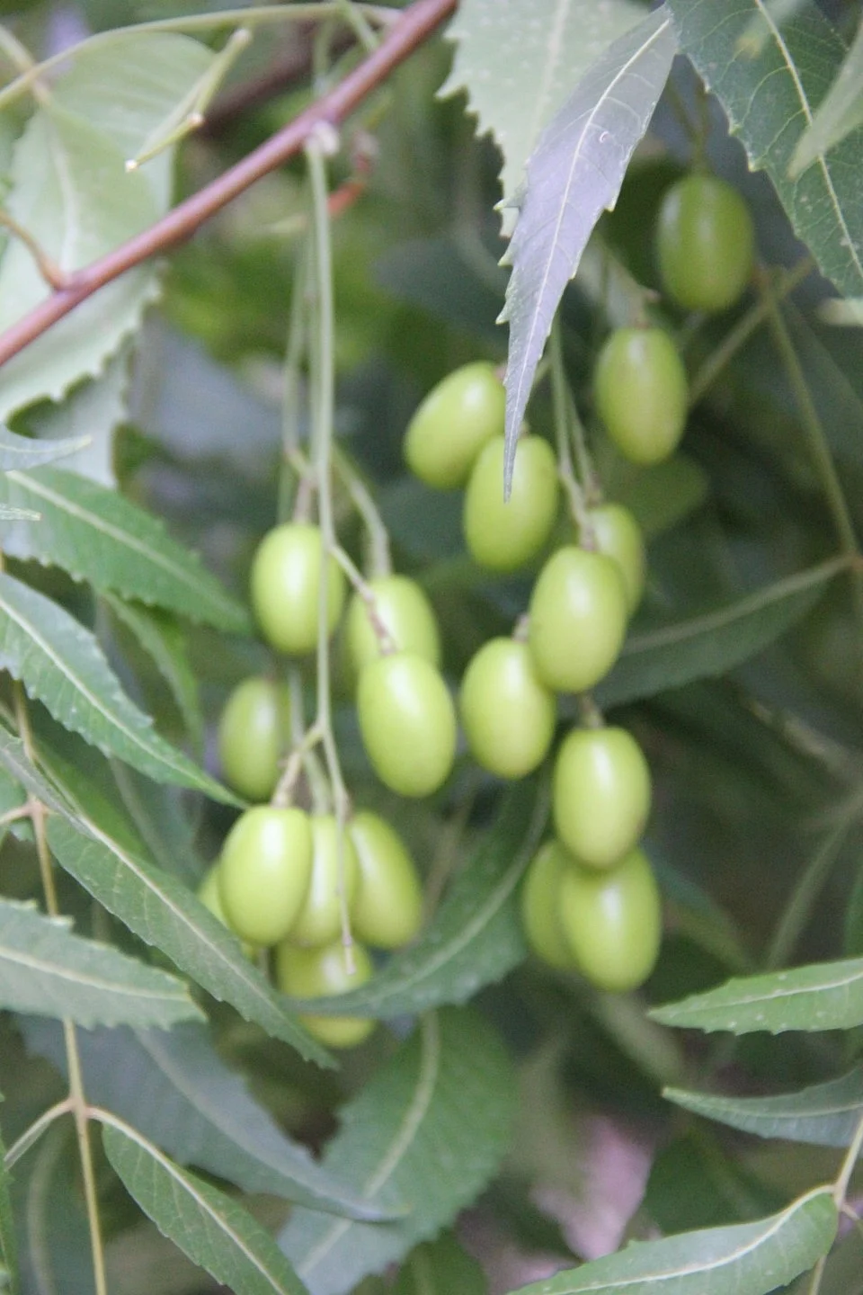 Neem tree