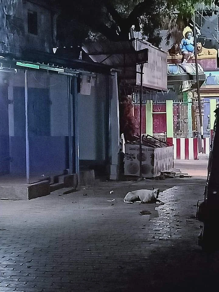 இரவிலும் கடை முன்பு காத்திருக்கும் டாமி