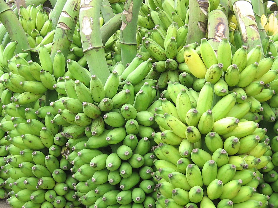 வாழையின் விலை இனி எப்படி இருக்கும்? ஆய்வுமுடிவுகளை அறிவித்த வேளாண் பல்கலைக்கழகம்!