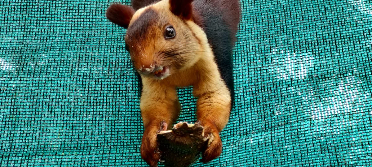 malabar giant squirrel