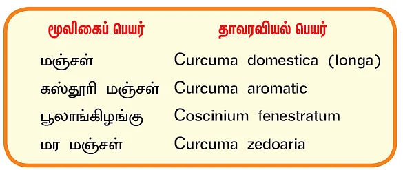 நல்மருந்து 2.0 - குடல் புற்றுநோயைத் தடுக்கும் மஞ்சள்! மணமூட்டும் கஸ்தூரி மஞ்சள்!