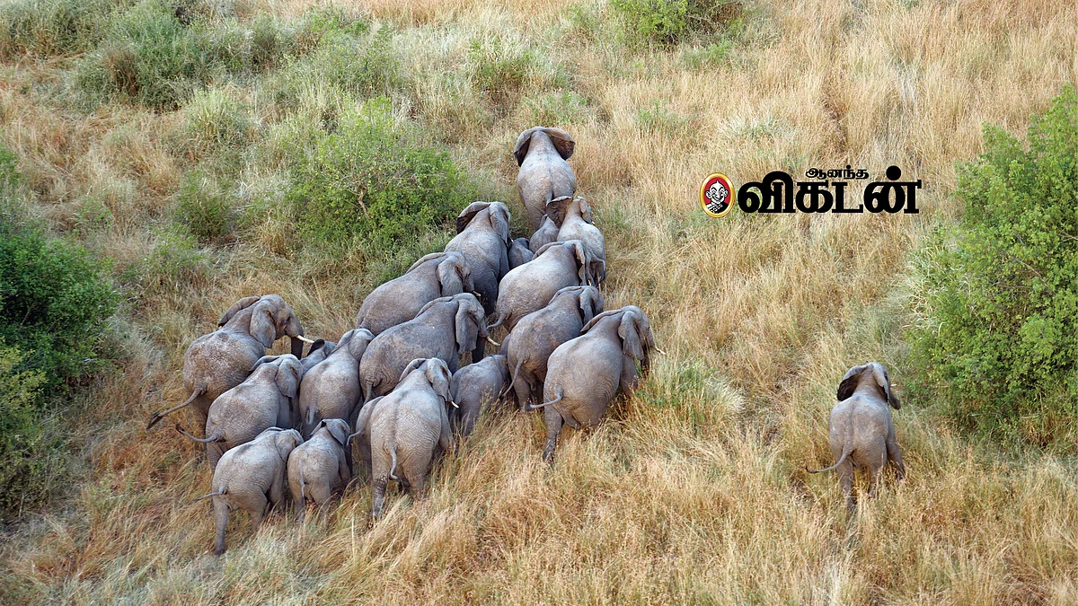 யானைகள்