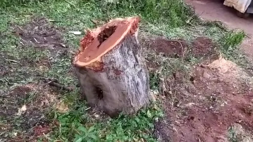 தி.மு.க நிர்வாகிகள் வெட்டிய மரங்கள்