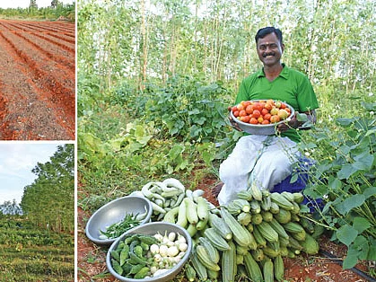 மாதம் ரூ. 37,500 தொடர் வருமானம் தரும் மேட்டுப்பாத்தி!