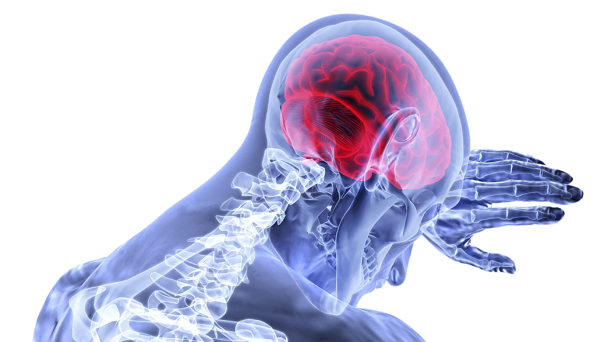 Human brain