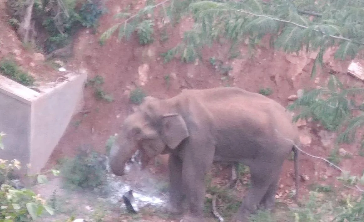 மக்னா யானை