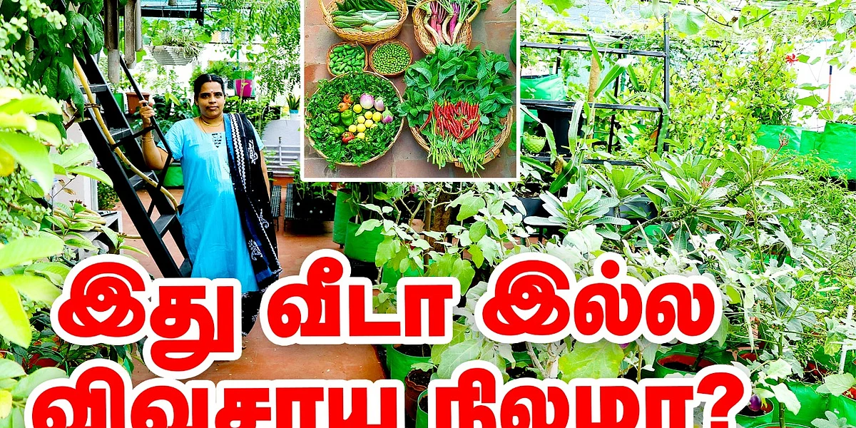terrace garden