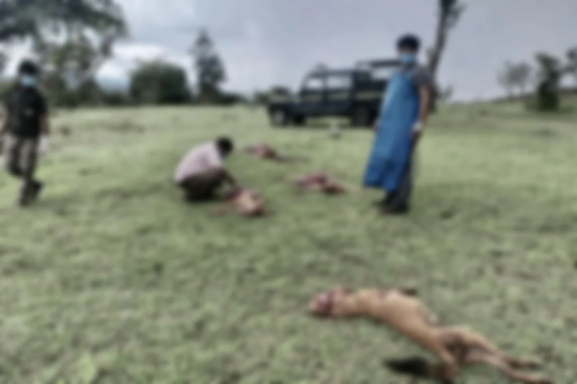 செந்நாய்கள்