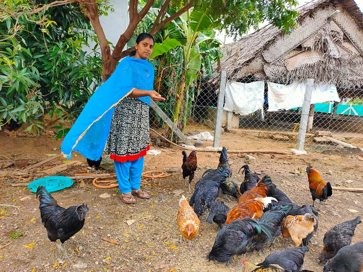 கோழிகளுக்குத் தீவனம்