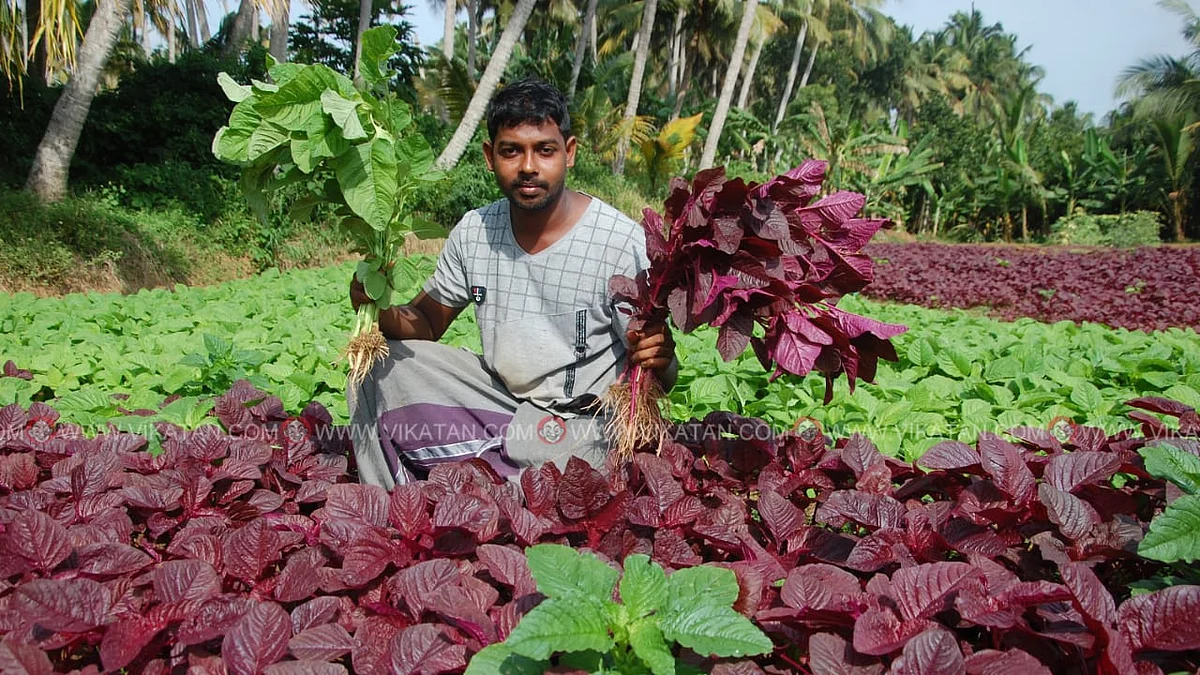 கீரை பறிக்கும் அஸ்கா பாரதி