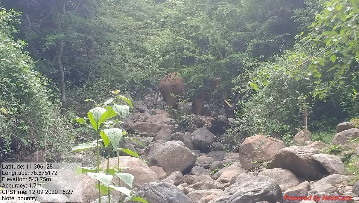 யானை