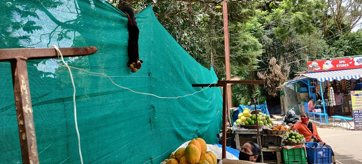 malabar giant squirrel