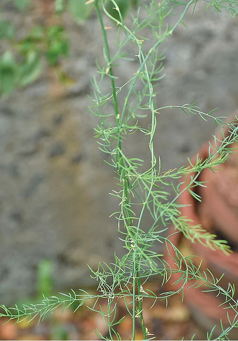 தண்ணீர்விட்டான் கிழங்கு