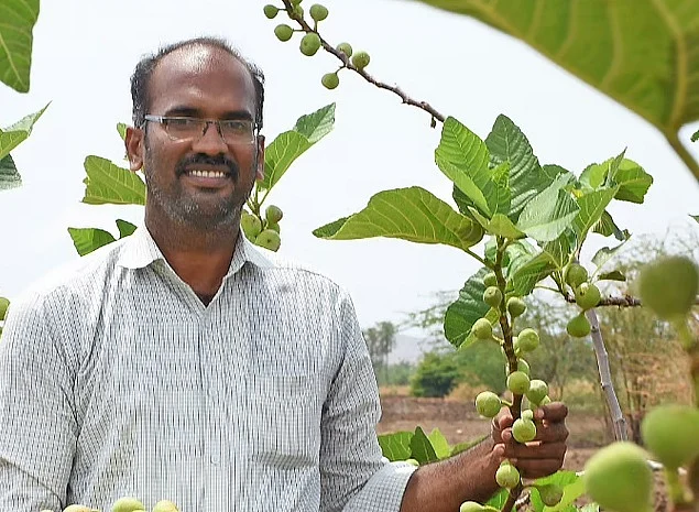 அத்தி விவசாயம்