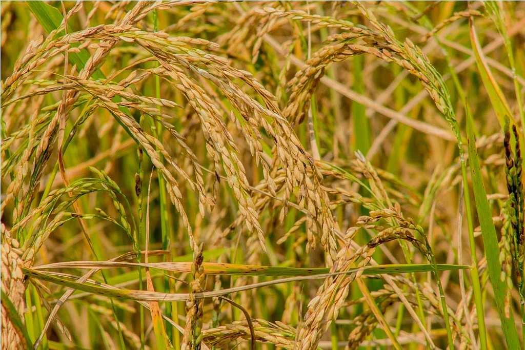 நெற்கதிர்கள்