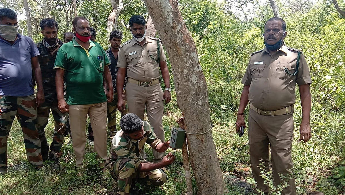புலி தேடும் பணி