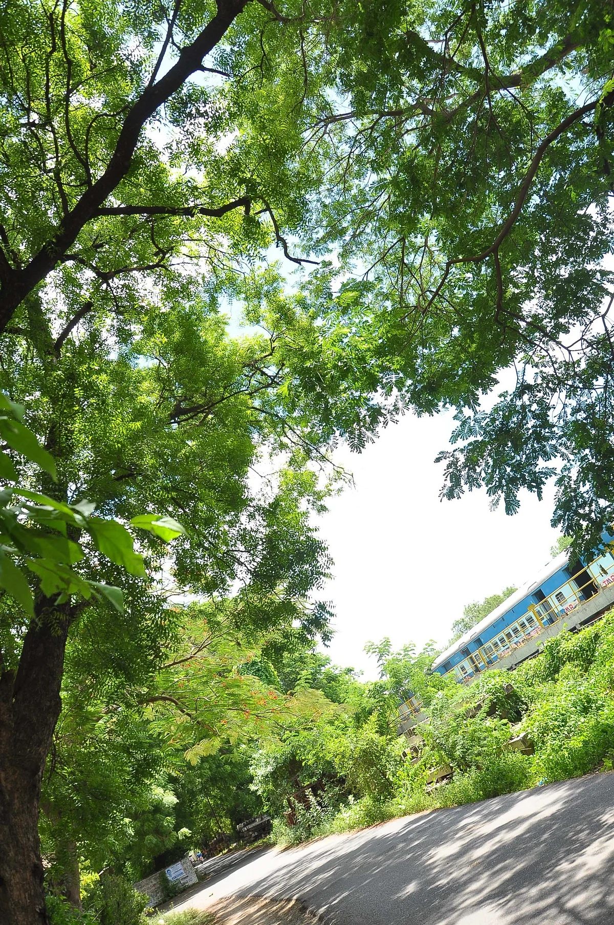 Neem tree