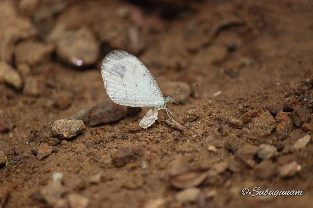 Common psyche/ Leptosia nina