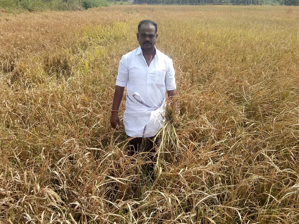 தஞ்சை: தரமற்ற விதையால் பதராய் போன கதிர்கள்... பதறும் விவசாயிகள்!