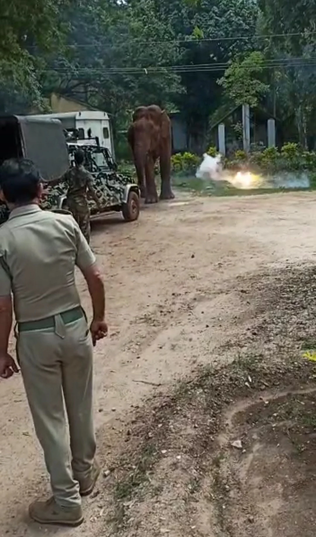 மக்னா யானை
