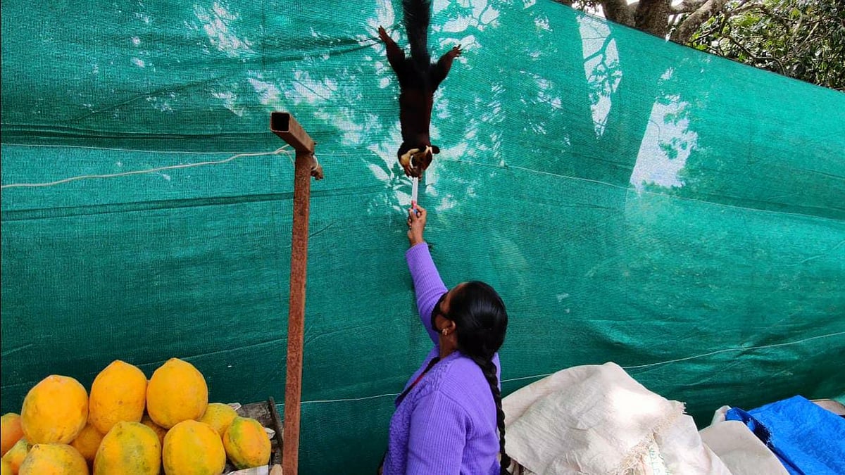 malabar giant squirrel