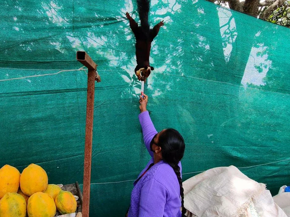 6 மாதங்களுக்குப் பின் பழ வியாபார பெண்ணைத் தேடிவந்த மலை அணில்... குன்னூரில் நெகிழ்ச்சி சம்பவம்!