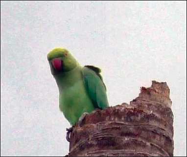 நியூஸ் காக்டெயில்