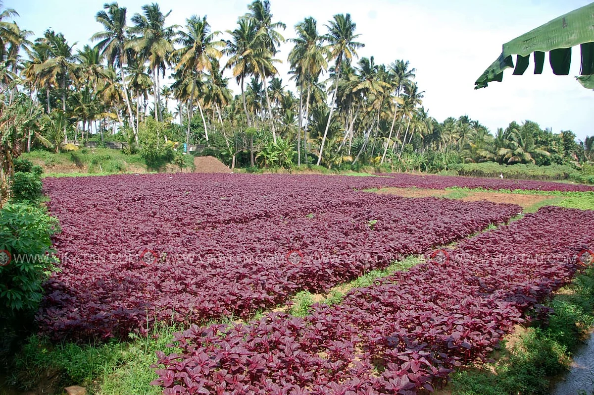 சிவப்புக் கீரை