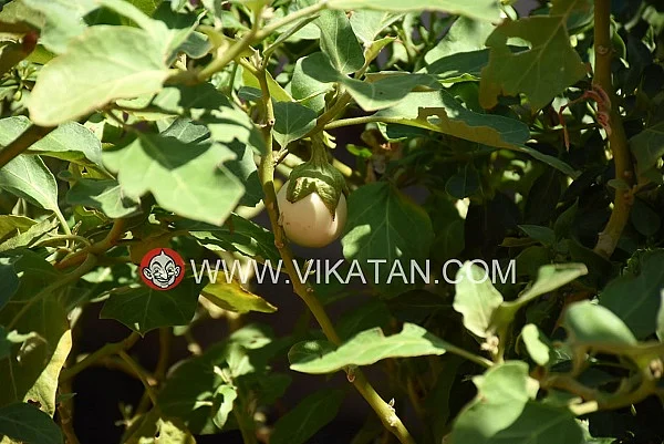 காய்கறித் தோட்டம்