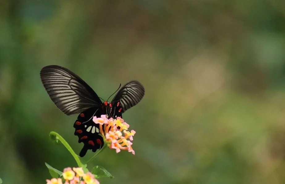 Common rose butterfly/ Pachliopta aristolochiae