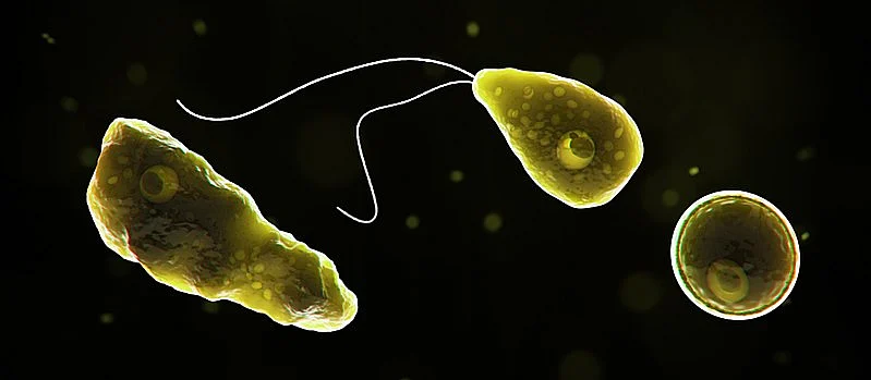நேகலேரியா ஃபாவ்லேரி (Naegleria fowleri) / மூளையைத் தாக்கும் என்று குறிப்பிடப்படும் நுண்ணுயிரி
