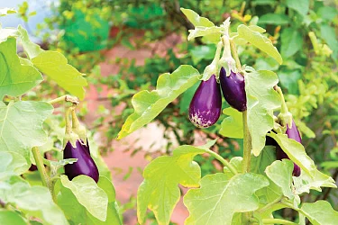 மண் கலவை முதல் பூச்சிவிரட்டிவரை... மாடித் தோட்டத்துக்கு இதையெல்லாம் செய்யலாம்! - காயத்ரி