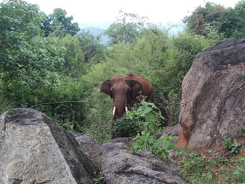 கோவை: கைகொடுக்காத வனத்துறையின் முயற்சி! - காயத்துடன் சுற்றிய யானை வழுக்கி விழுந்து உயிரிழப்பு