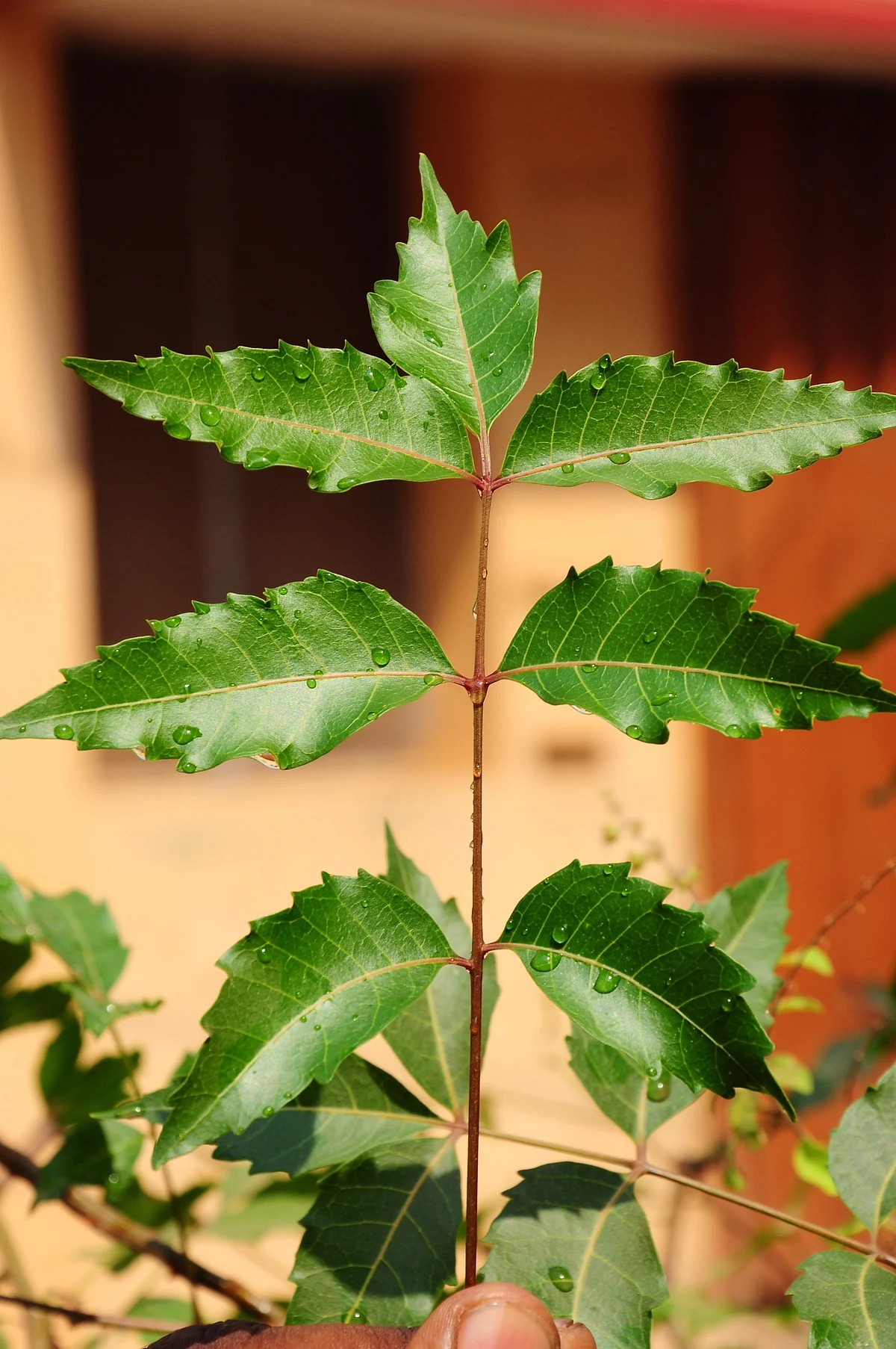 Neem Tree