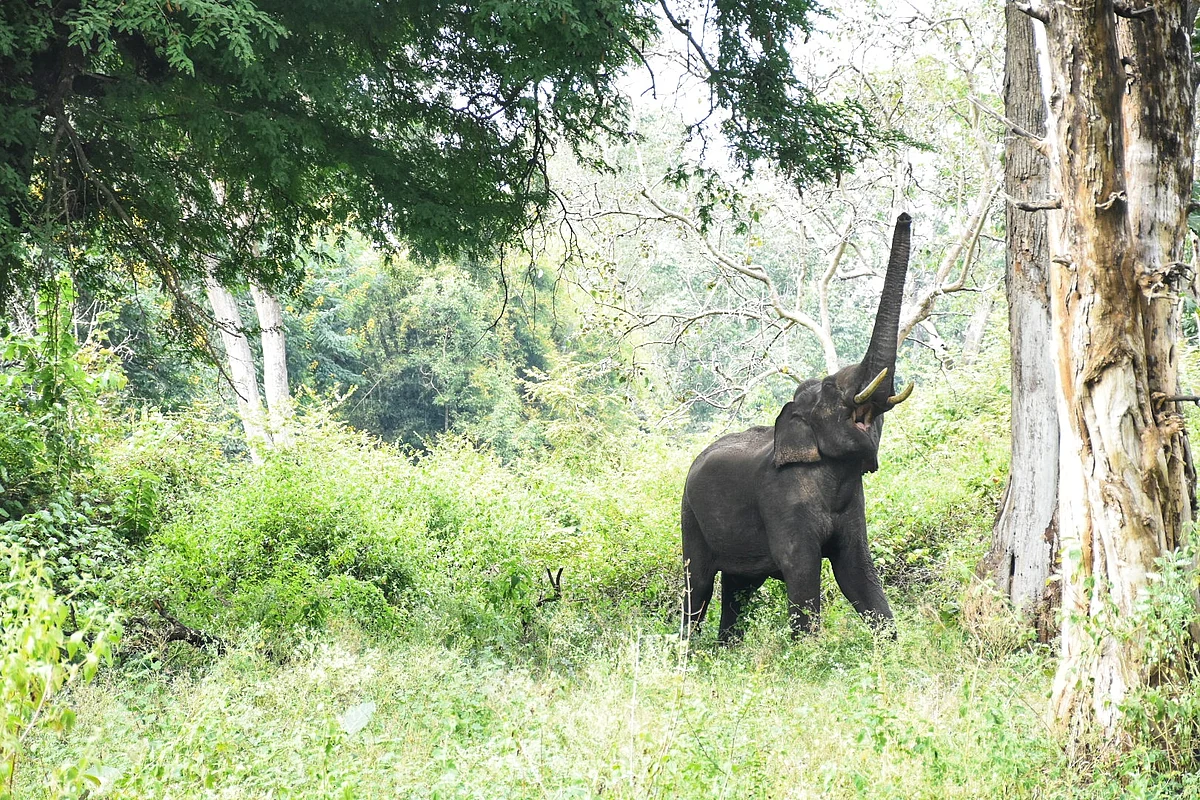 யானை