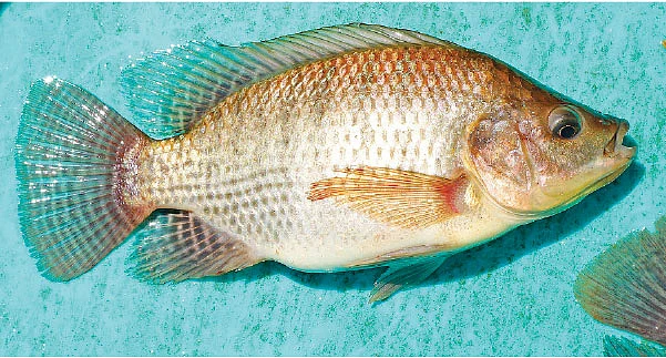 திலேபியா