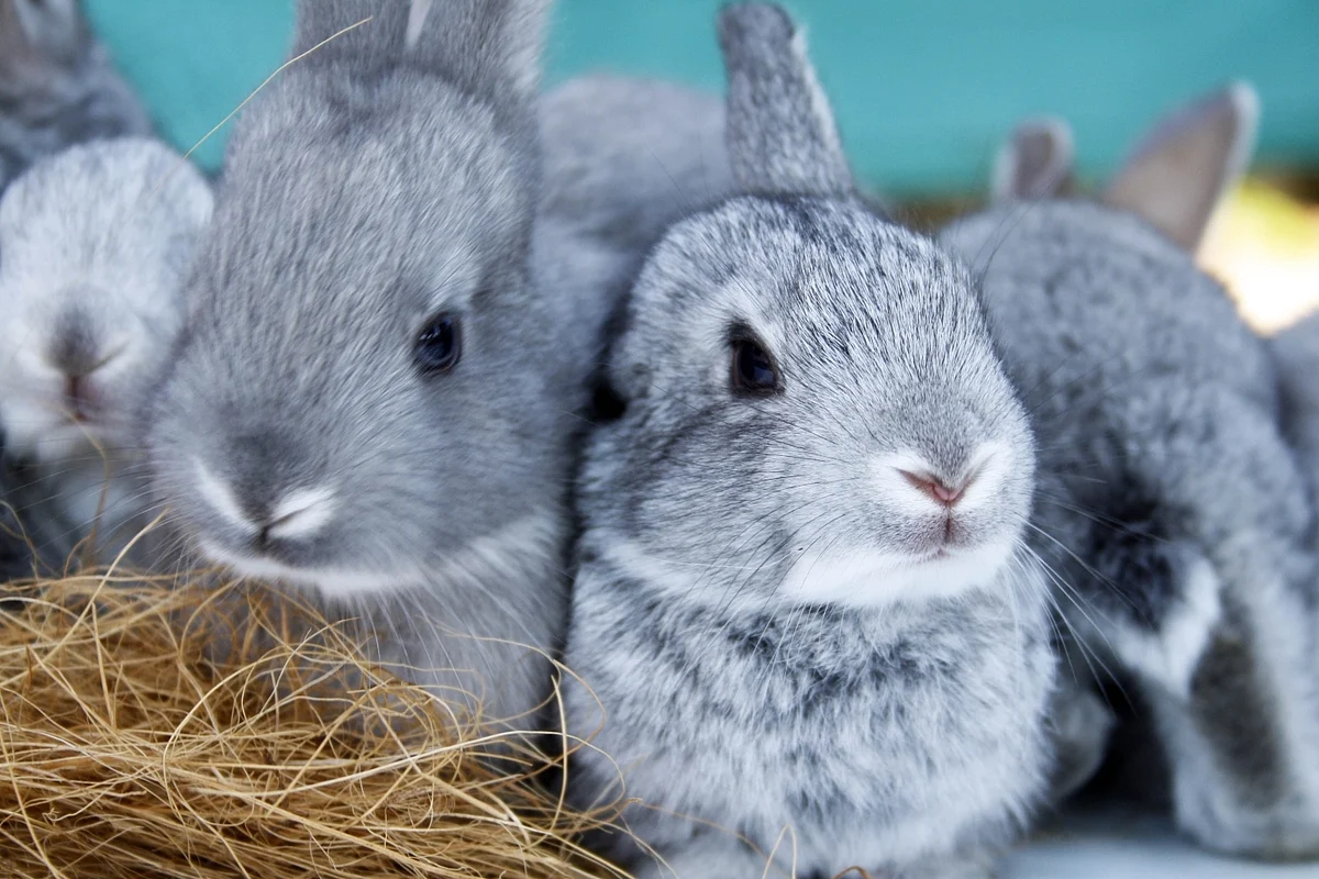 Rabbits