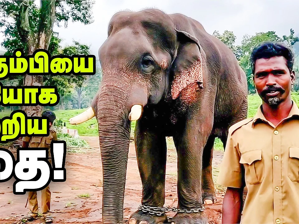 'சின்னத்தம்பி’ யானையின் தற்போதைய நிலைமை..? #Chinnathambi #Kumki