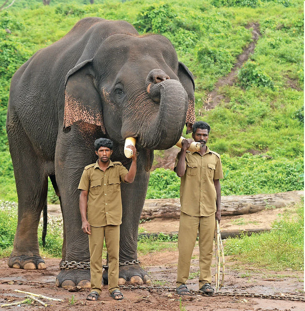 என்ன சொல்ல நினைக்கிறாய் சின்னத்தம்பி?