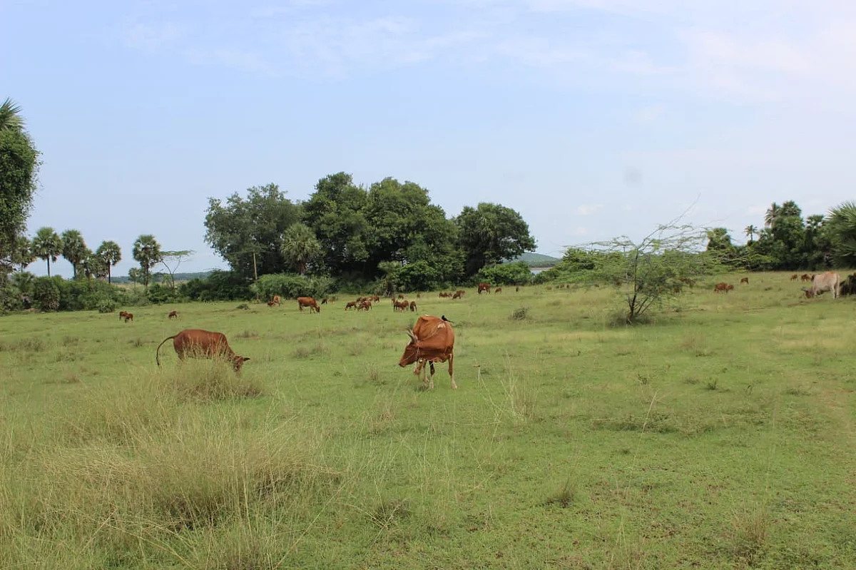 எடமிச்சி ஏரிக்கு அருகில் குவாரி வரவுள்ள பகுதியிலுள்ள மேய்ச்சல் நிலம்