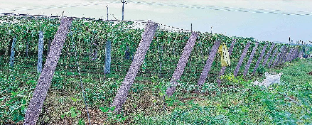 ஒரு ஏக்கர், 120 நாள்கள், ரூ. 2,48,760 குதூகல வருமானம் கொடுக்கும் குறும்புடலை!
