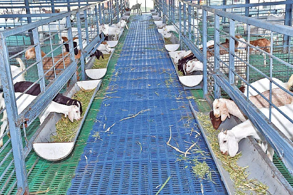 தீவனம் எடுக்கும் ஆடுகள்