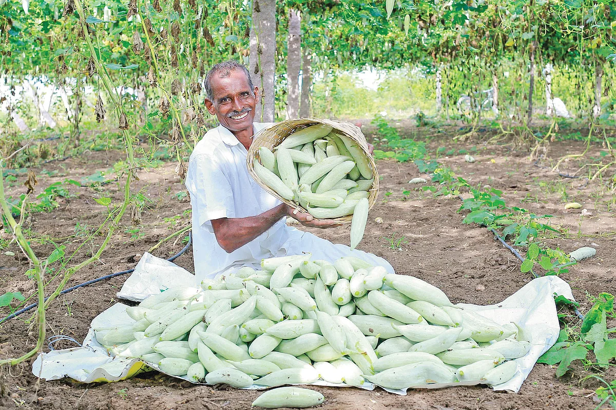 அறுவடை செய்த புடலையுடன் ராமசாமி