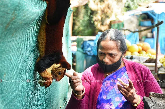 நசீமாவும் மலை அணிலும்