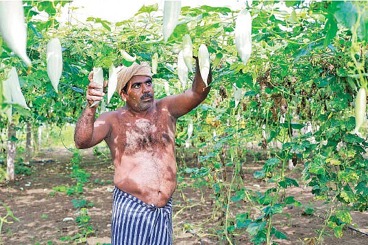 புடலை அறுவடையில்