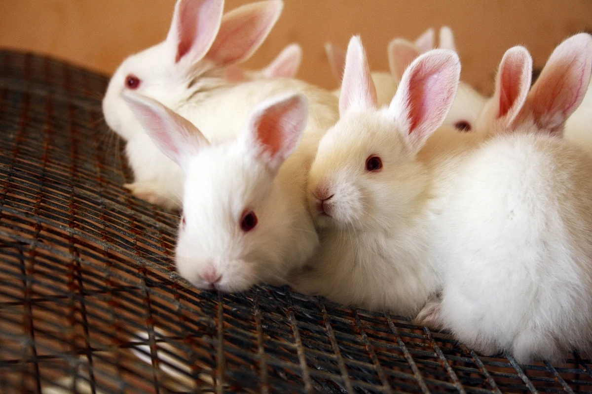 Rabbit